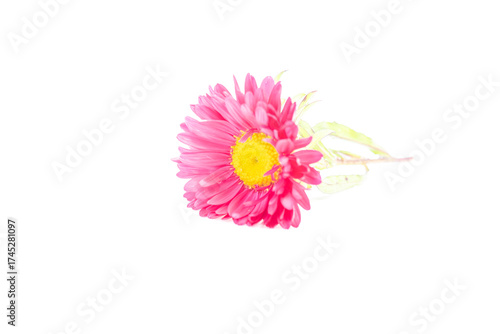Aster Flower after the Rain Isolated on White