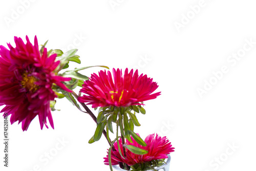 Aster Flower after the Rain Isolated on White