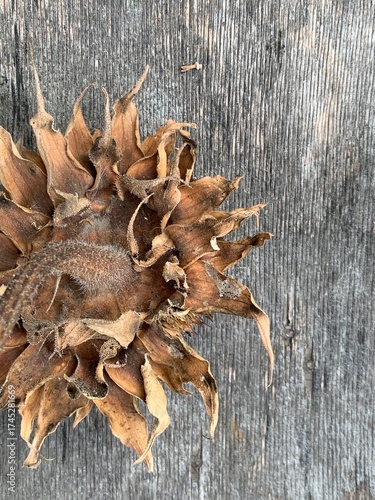 
Dried sunflower head on wooden background — rustic autumn nature texture, close-up macro photo of wilted flower
