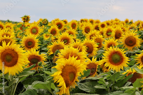 sunflowers in the field of sunflowers