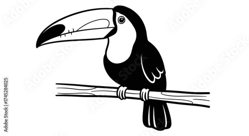 Black and white toucan bird with a large beak perched calmly on a tree branch, isolated white background.
