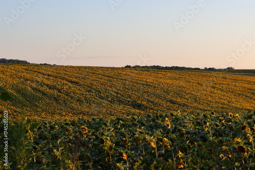 field of sunflowers