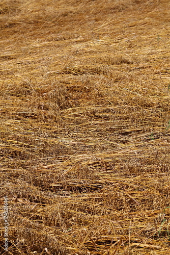 dry grass background texture