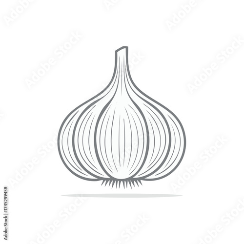 Vector illustration of a bulb of garlic, a common cooking ingredient