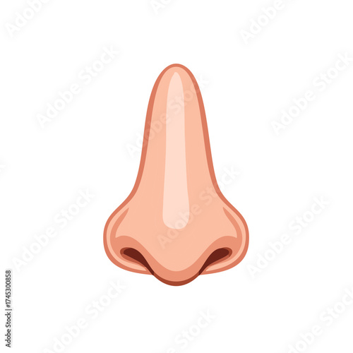 Vector illustration of a human nose. Anatomy concept of a body part for the sense of smell.