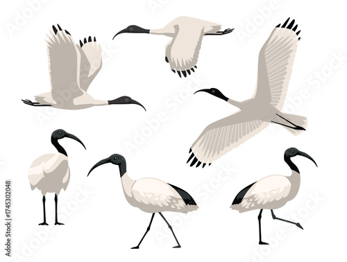 Australian White Ibis Bird Various Poses Cartoon Vector Character