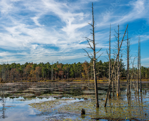 Bare and colorful autumn trees reflect in calm Pine Barrens wetlands under a bright blue sky, showcasing the quiet stillness of fall in the wilderness.
