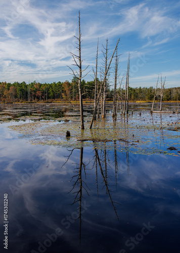Calm Pine Barrens wetlands reflecting bare tree trunks against a vivid blue sky, capturing the quiet beauty of nature and still autumn waters.