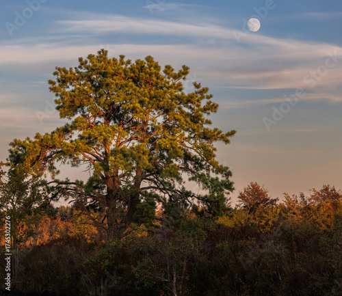 The moon rises over a tall pine tree in the Pine Barrens at dusk, with warm evening light illuminating the autumn foliage under soft pastel skies.