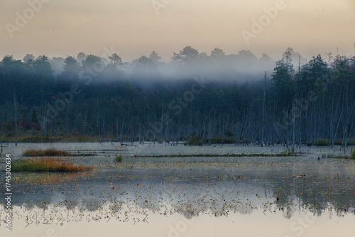 Soft morning fog drifts across calm wetland waters surrounded by pine trees in the Pine Barrens, creating a peaceful and atmospheric dawn landscape.