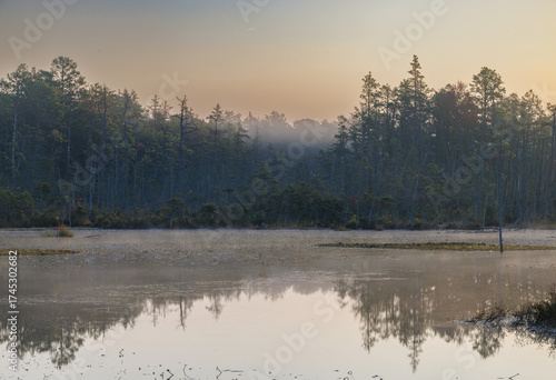 Soft mist rises over calm wetland waters surrounded by tall pine trees in the Pine Barrens, capturing the peaceful atmosphere of an early morning landscape.