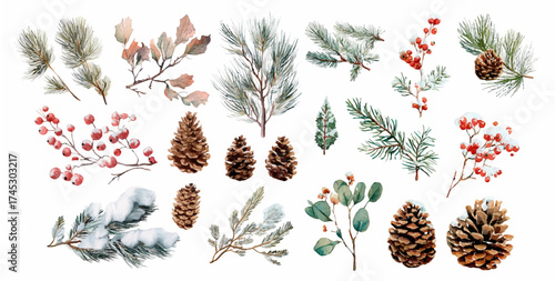 Set of winter natural elements watercolor. Christmas tree branches, holly, cones, leaves, etc. Snow-covered tree branches. Forest winter elements. Vector illustration.
