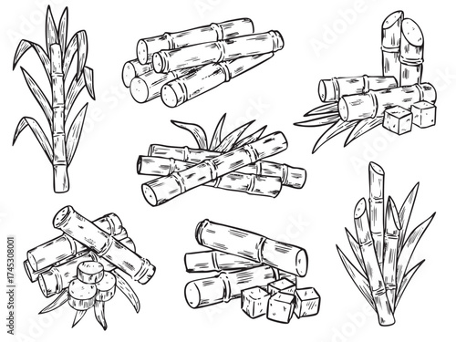 Set of isolated hand drawn sugar cane outline drawing illustration