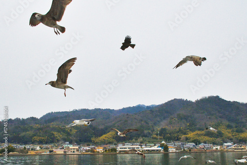 京都　天橋立　天橋立観光船についてくる海鳥　（日本京都府宮津市）
Amanohashidate (Amano Hashidate), Kyoto - Seabirds following the Amanohashidate sightseeing boat (Miyazu City, Kyoto Prefecture, Japan)
