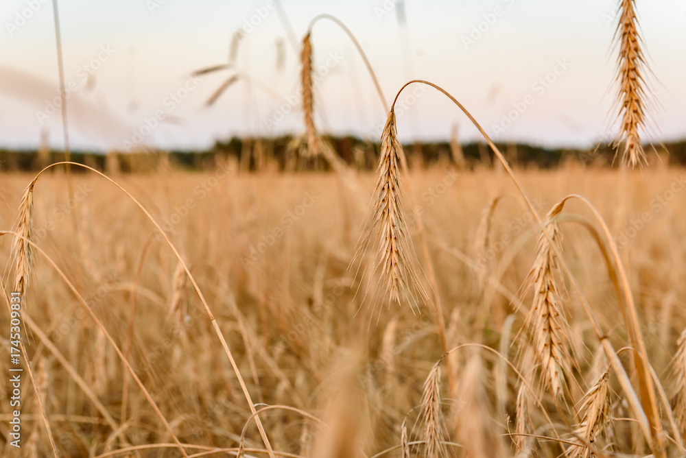 Obraz premium Ripe golden barley ears on the field. Barley farming before harvesting in sunset light.