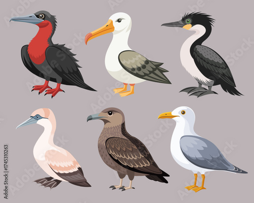 Collection of colorful seabirds. Frigatebird, albatross, cormorant, skua and others. Ornithology Illustration.