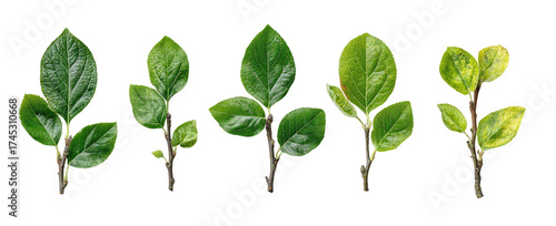 Five small green leaf cuttings arranged horizontally on a black background, showing varied detail