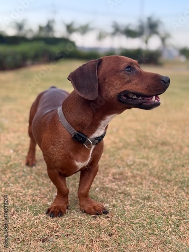 Maltês Femea, cachorro branco, DOG, CÃO, PET, HAPPY