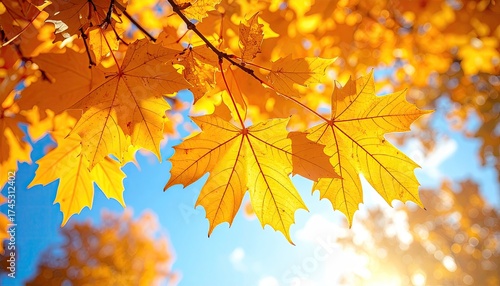 Autumn Leaves Golden Color Against Blue Sky at Sunlight with Warm Tone
