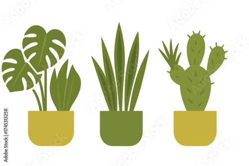 Assortment of three potted houseplants including monstera, snake plant, and cactus