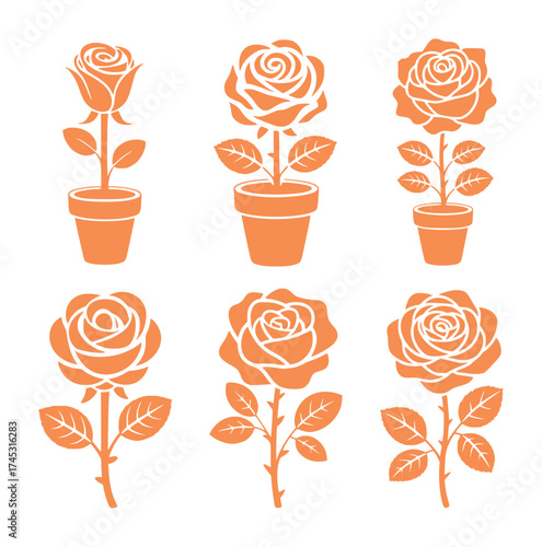 Six Orange Rose Silhouettes in Pots and as Cut Flowers