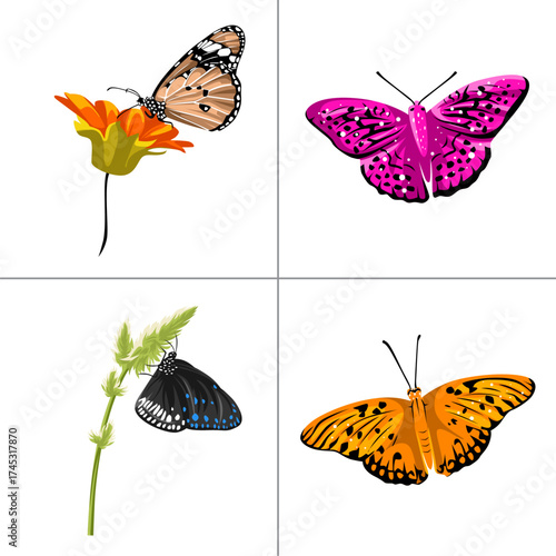Colorful Butterfly Vector Illustration Set, Nature and Flower Design