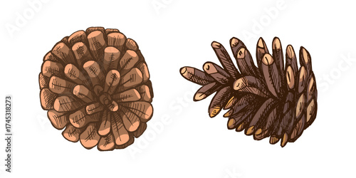 Hand drawn vintage sketch set of pine cones in brown color, detailed forest botanical illustration isolated on white