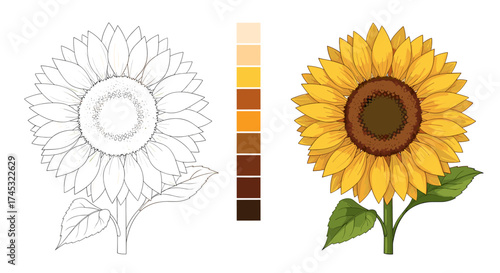 A step by step guide to coloring a sunflower illustration with a color palette.