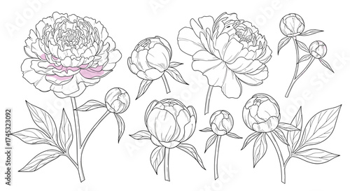 A detailed illustration of various peony blossoms and buds in different stages of bloom presented with delicate line art.