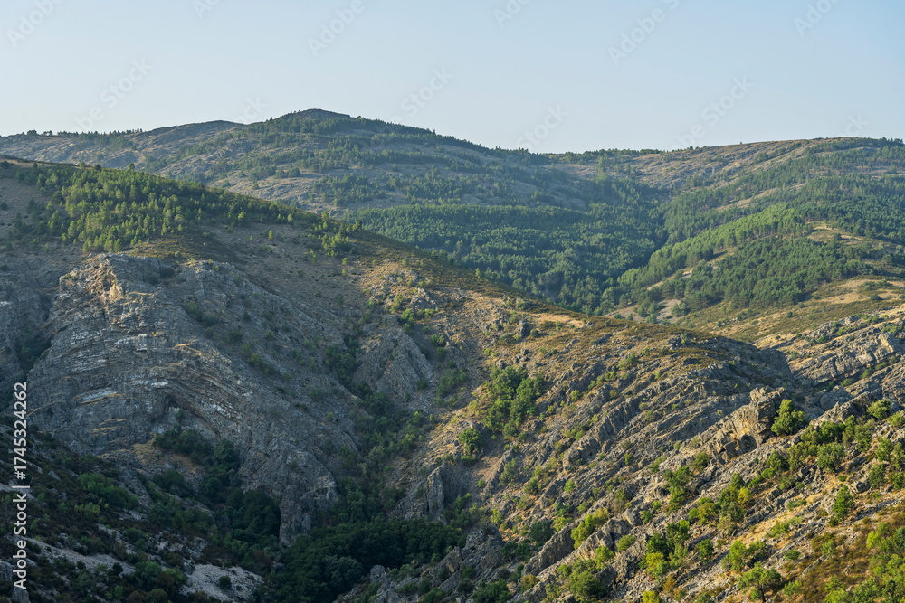 Naklejka premium Spring forest where a telephoto lens compresses flowers from different planes into a uniform floral explosion