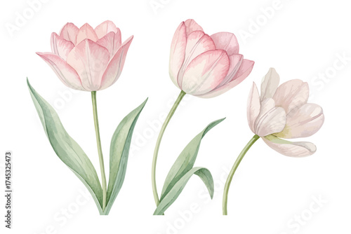 Pastel Watercolor Tulips in Minimal Style vector illustration