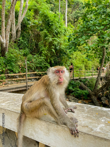 monkey