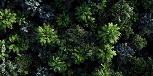 Aerial view of a dense, varied green forest canopy
