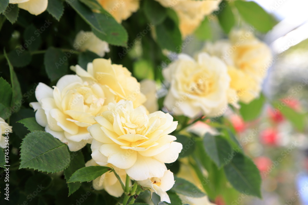 Obraz premium 満開のバラ