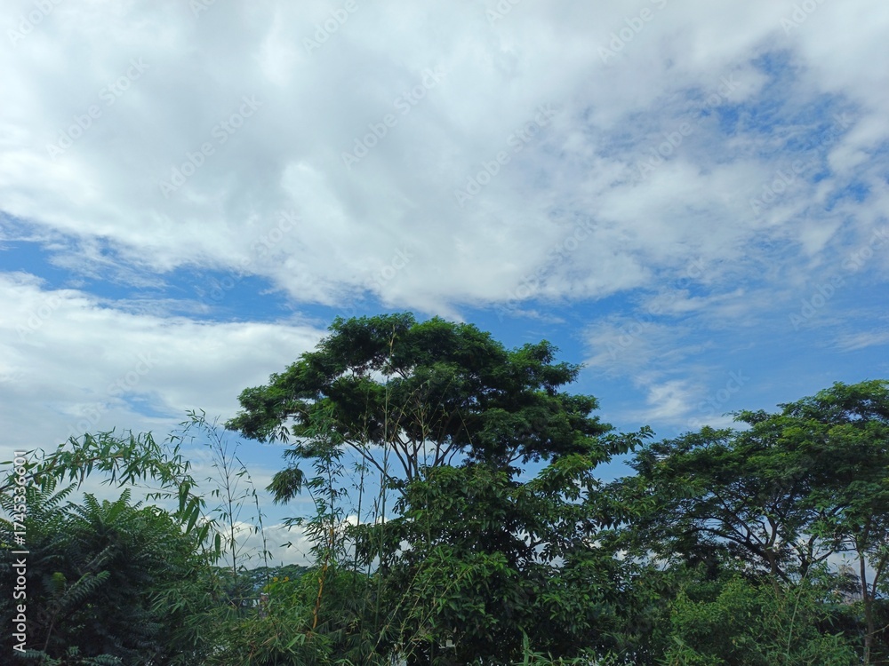 Obraz premium The Bright Blue Heaven With Soft Clouds Above The Forest ijhgy