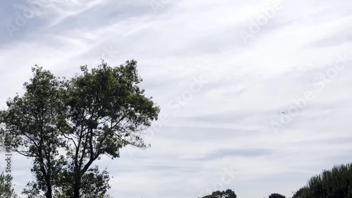 Airplane flying across a cloudy sky with trees in the foreground. A bird is in the sky. Peaceful