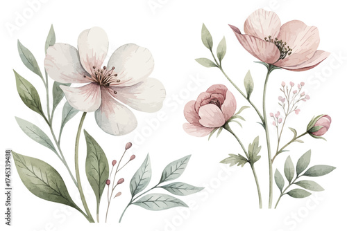 Minimal Botanical Watercolor Flowers Set vector illustration