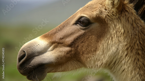 Close-up portrait of Przewalski's horse. Przewalski's horse gazes calmly across the grassy Mongolian plains. Soft sunlight highlights its tawny coat.