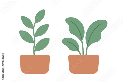 Two potted houseplants with simple green leaves and terracotta containers