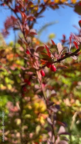 Sharp barberry branches with berries