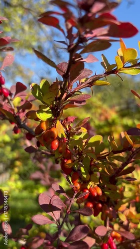 Barberry branches full of berries