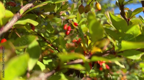 Decorative barberry in autumn garden