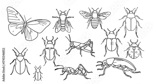 Collection of various insects in black and white, including butterfly, bee, beetle, ant, grasshopper