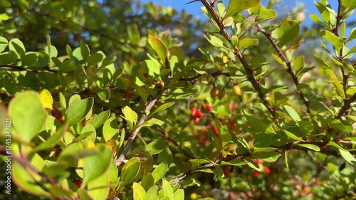 Autumn sunlight on barberry berries 