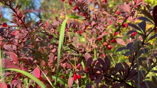 Green barberry leaves in autumn