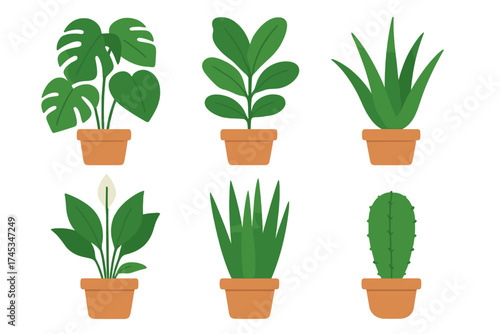 Set of popular indoor houseplants including Monstera, Aloe Vera, and Cactus in terracotta pots