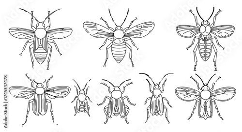 Collection of detailed bee illustrations showcasing various sizes and wing patterns