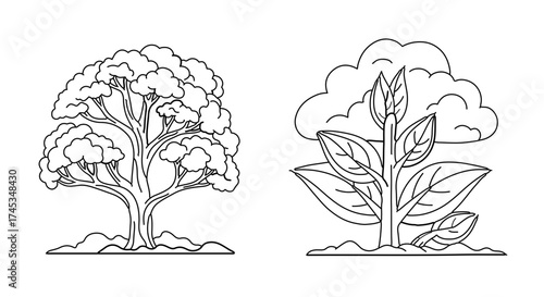 Two trees with different shapes and sizes, one with round leaves and one with long leaves