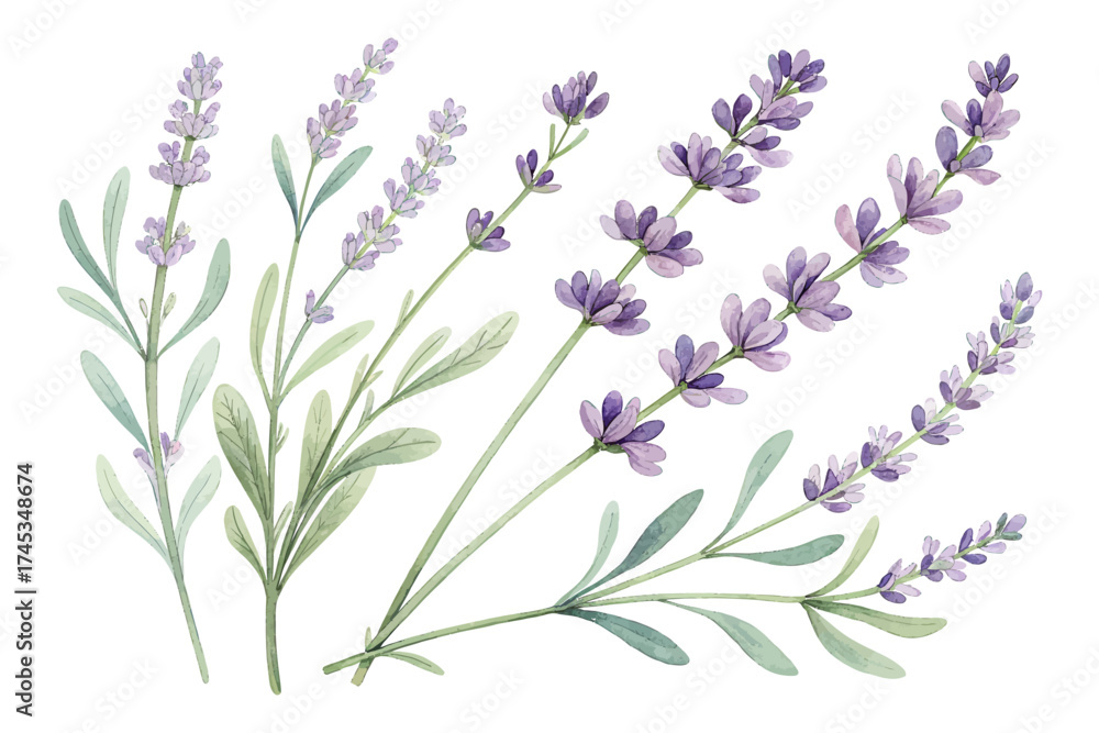 Naklejka premium Lavender Watercolor Sprigs in Minimal Style 