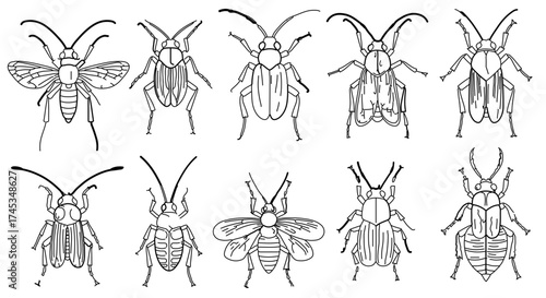 Collection of different beetle species, hand drawn line art illustration